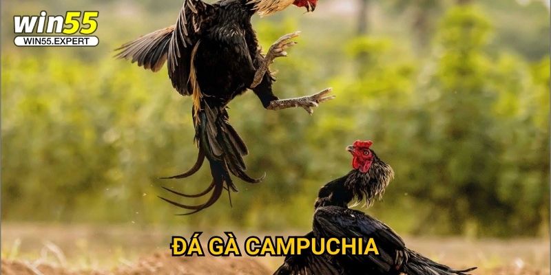 Đá gà Campuchia Win55 đỉnh cao - Sân chơi danh giá 1 Đá gà Campuchia Win55