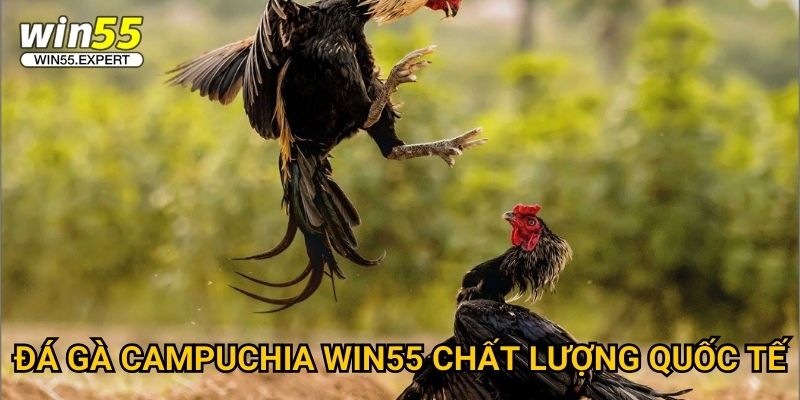Đá gà Campuchia Win55 đỉnh cao - Sân chơi danh giá 2 Đá gà Campuchia Win55 chất lượng quốc tế