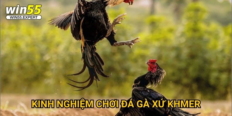 Đá gà Campuchia Win55 đỉnh cao - Sân chơi danh giá 3 Kinh nghiệm chơi đá gà xứ Khmer