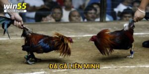 Đá gà liên minh Win55