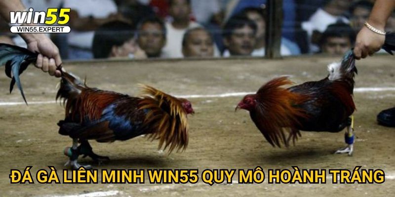 Đá gà liên minh Win55 - Giải đấu lớn nhất năm 2 Đá gà liên minh Win55 quy mô hoành tráng