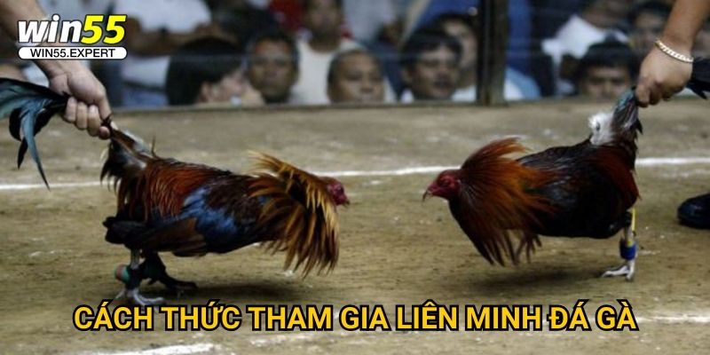Đá gà liên minh Win55 - Giải đấu lớn nhất năm 3 Cách thức tham gia liên minh đá gà