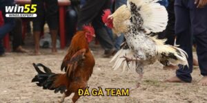 Đá gà team Win55