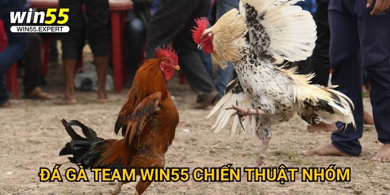 Đá gà team Win55 sôi động - Đội hình mạnh nhất 2 Đá gà team Win55 chiến thuật nhóm